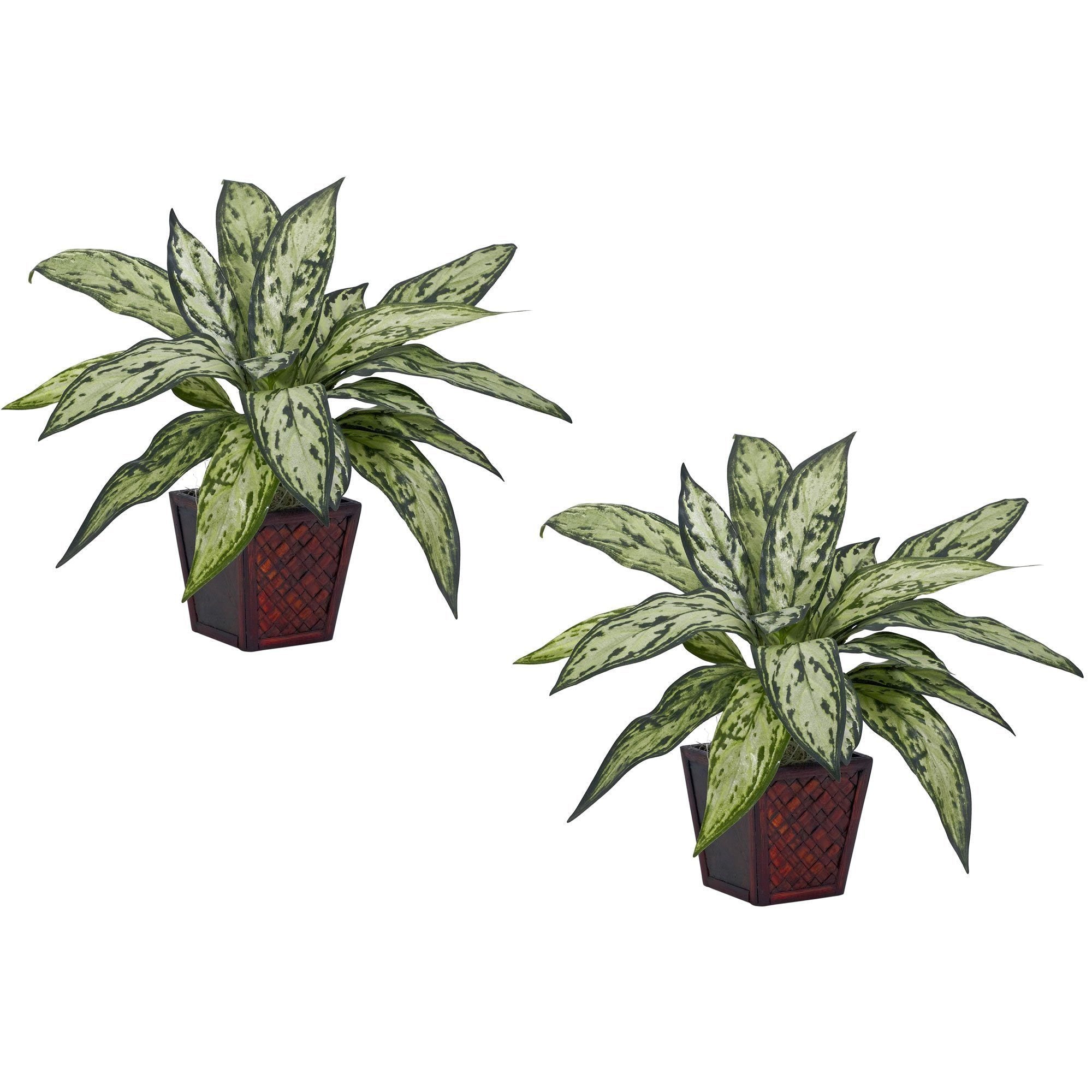  Silver Queen Silk Plant (Set of 2) 