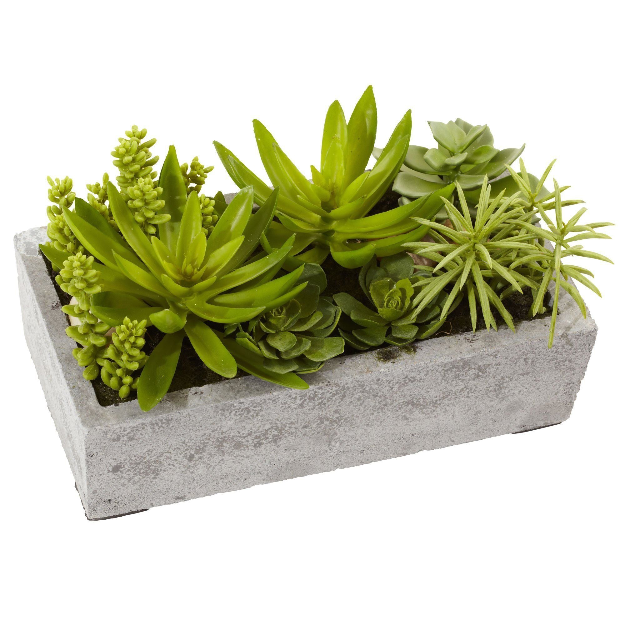  Succulent Garden w/Concrete Planter 