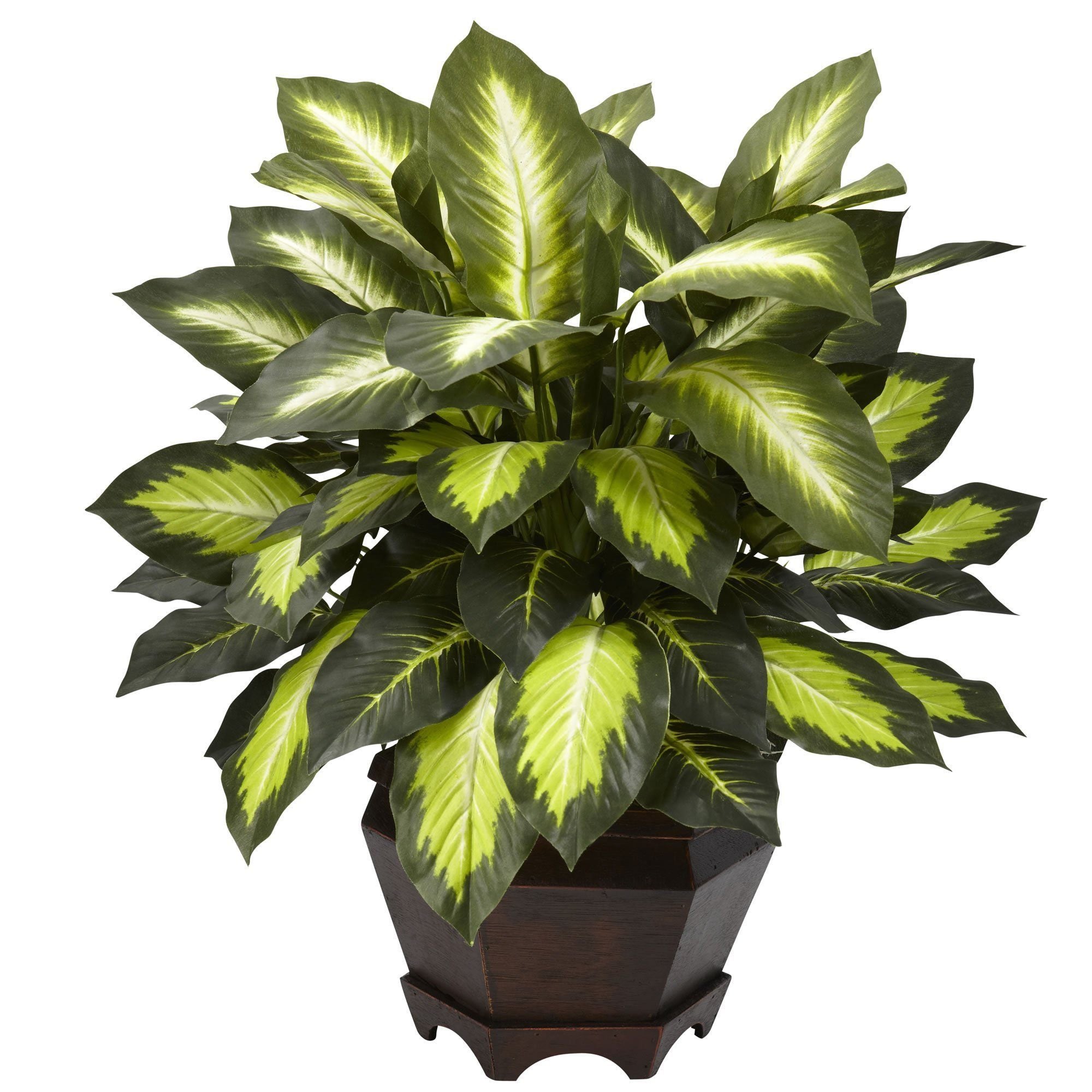  Triple Golden Dieffenbachia w/Wood Vase 