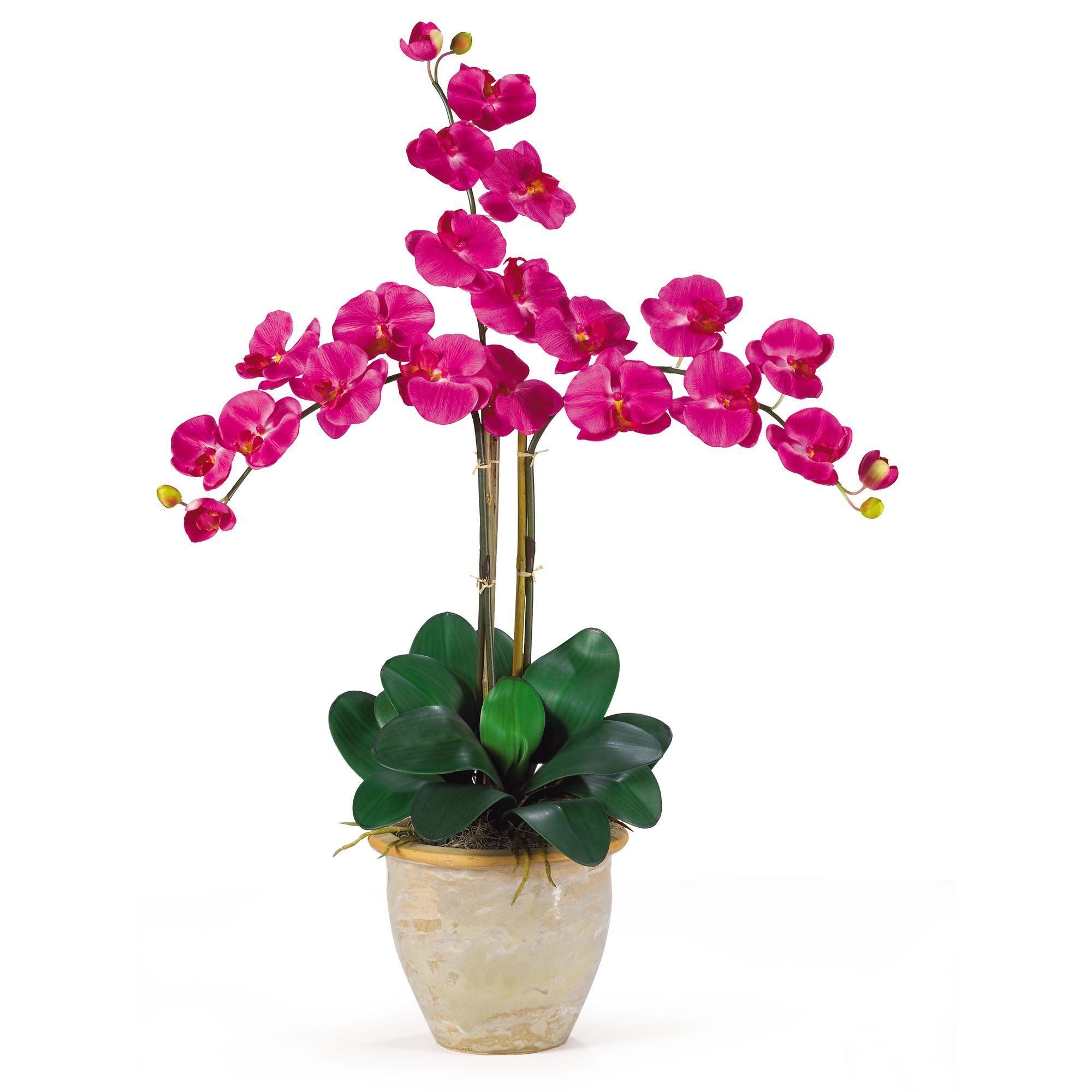 buy silk orchids