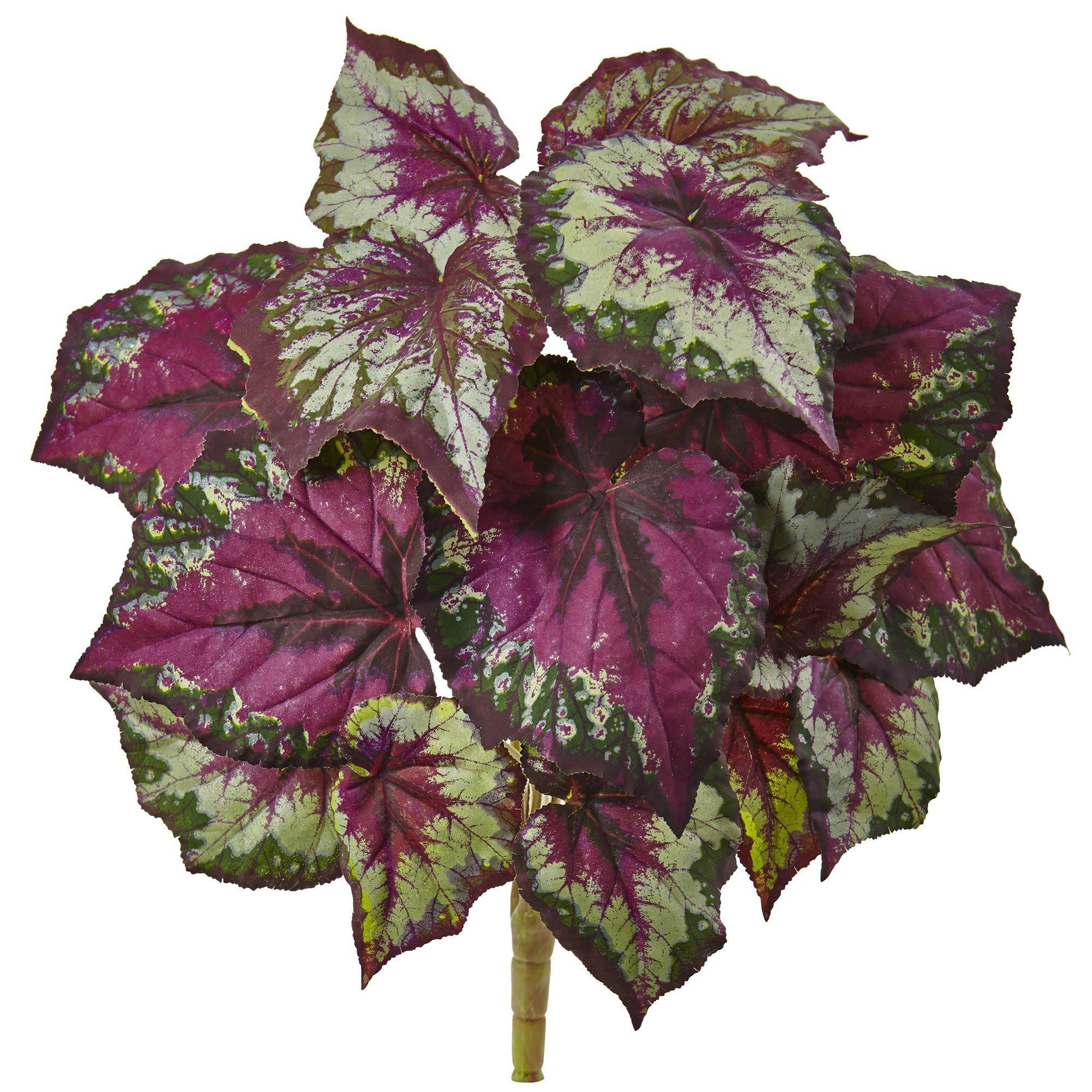  Wax Begonia Bush (Set of 6) 