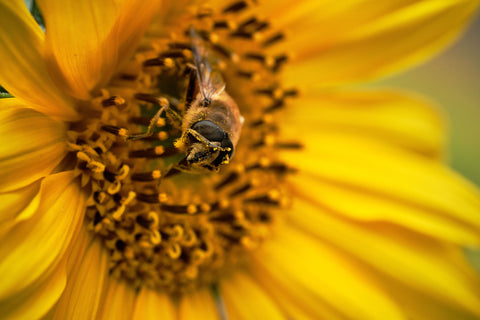 Bee on a sunflower