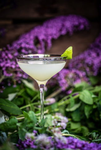 Gimlet cocktail