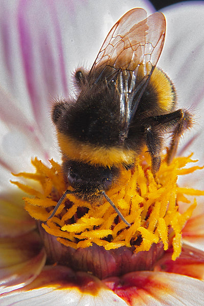 Bee collecting pollen