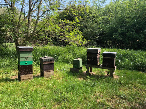Windsor Great Park bee hives