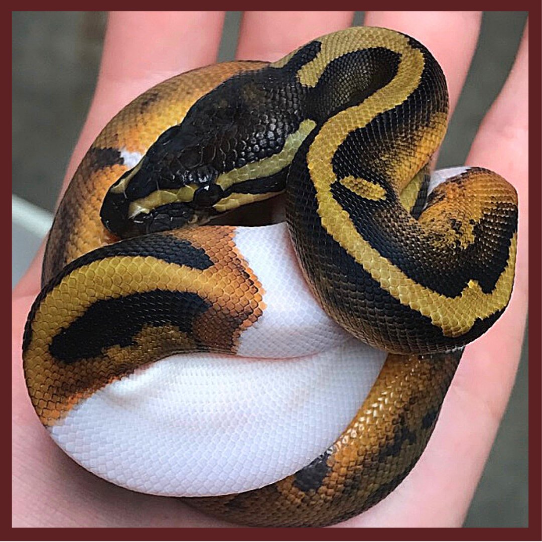 Ball Pythons For Sale At BHB Reptiles I Buy Online Or Schedule Pickup