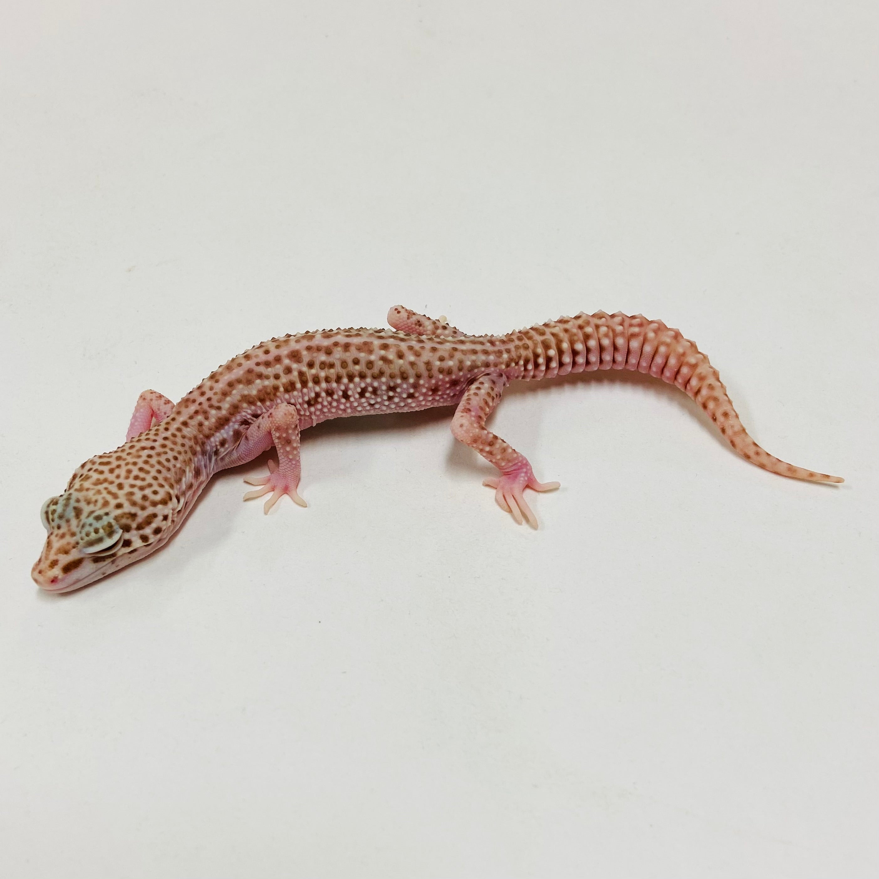 Albino Bell Super Snow Leopard Gecko Female F-C3-72423-1