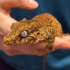 A8 - Female - Gargoyle Gecko