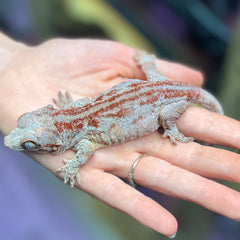 Bloody Mary - A7 - Female - Gargoyle Gecko