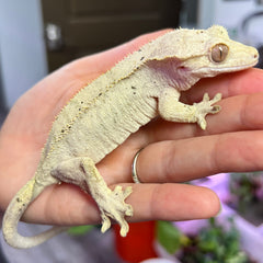 Columbia Crested Gecko - BHB Reptiles 