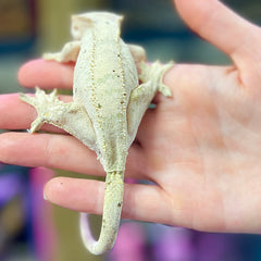 Columbia BHB Reptiles Crested Geckos