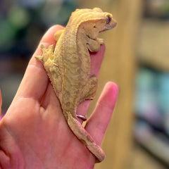 Daphne Crested Gecko BHB Reptiles 2