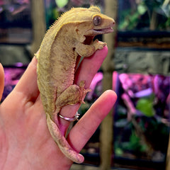 Daphne Crested Gecko BHB Reptiles 