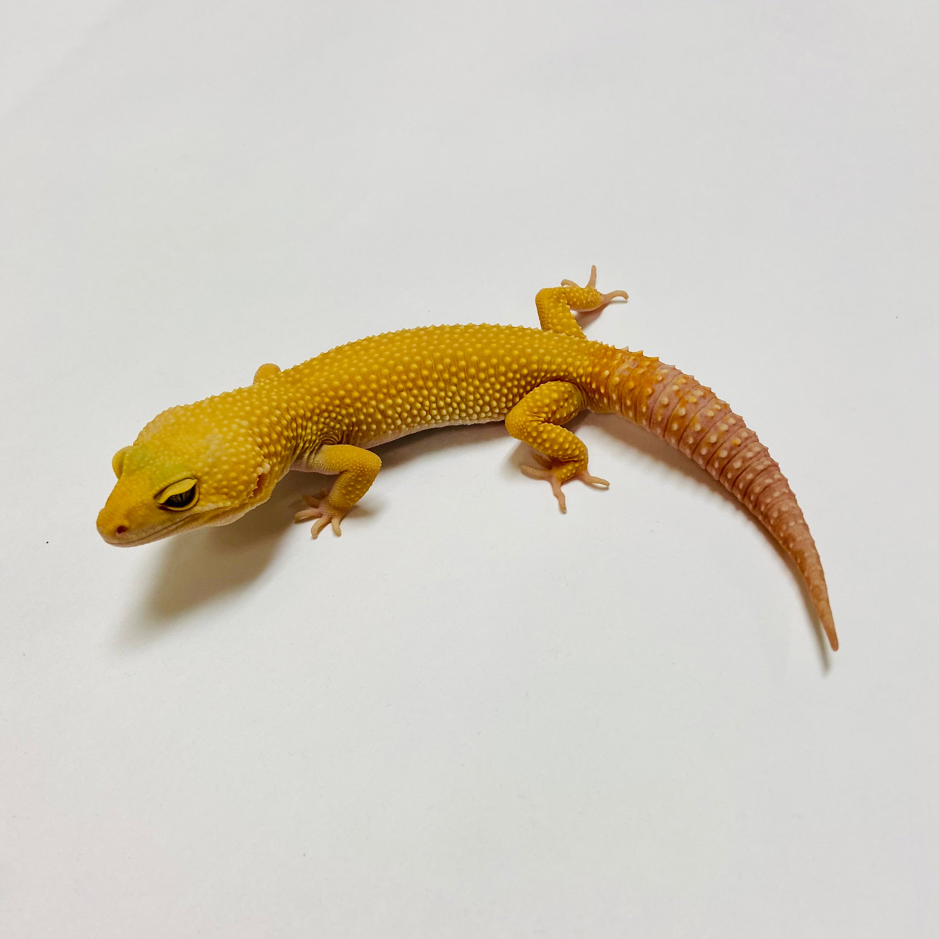 Tremper Tangerine Murphy Patternless Leopard Gecko Male E-C8-72222-1