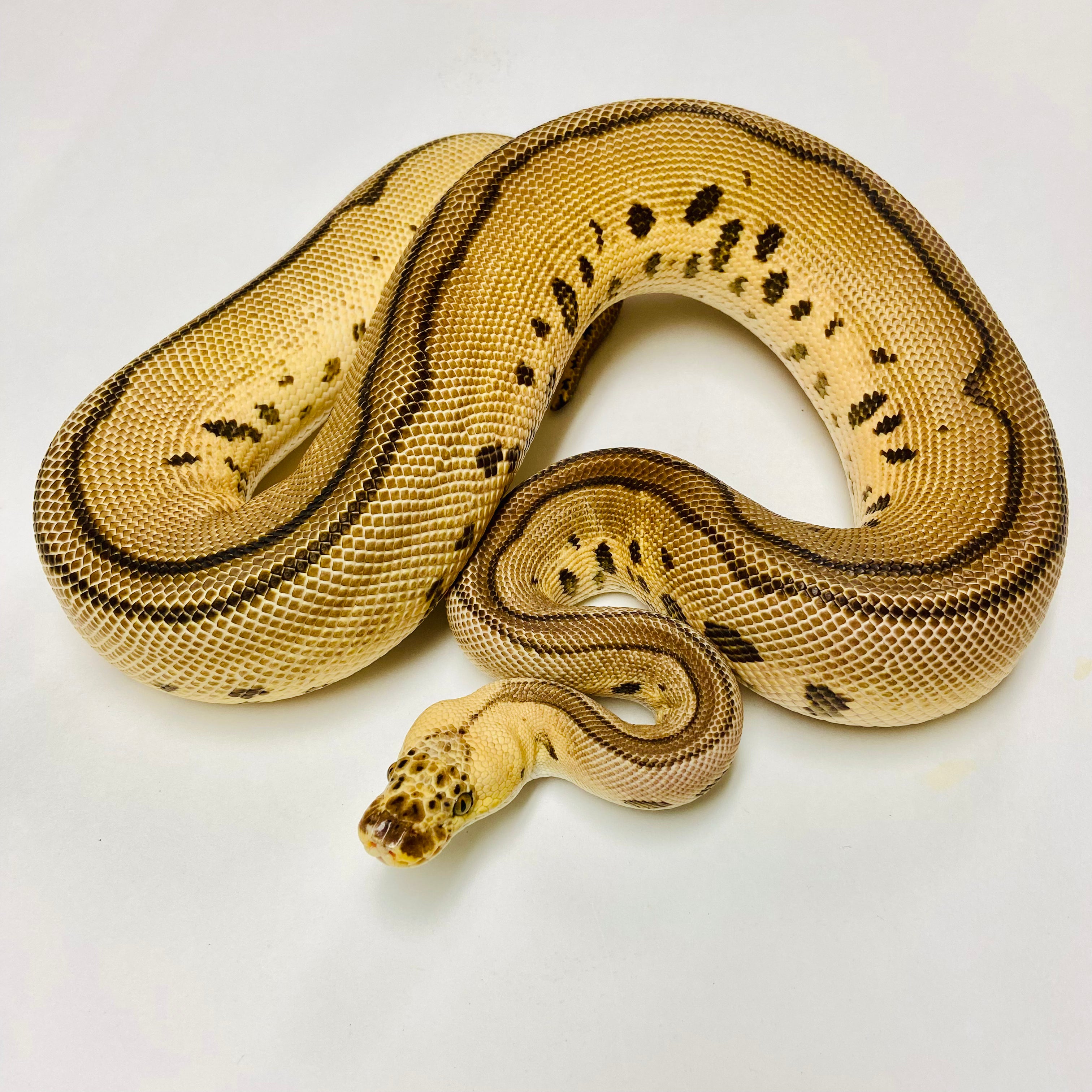 Pastel Leopard Clown Ball Python Female 2021F02