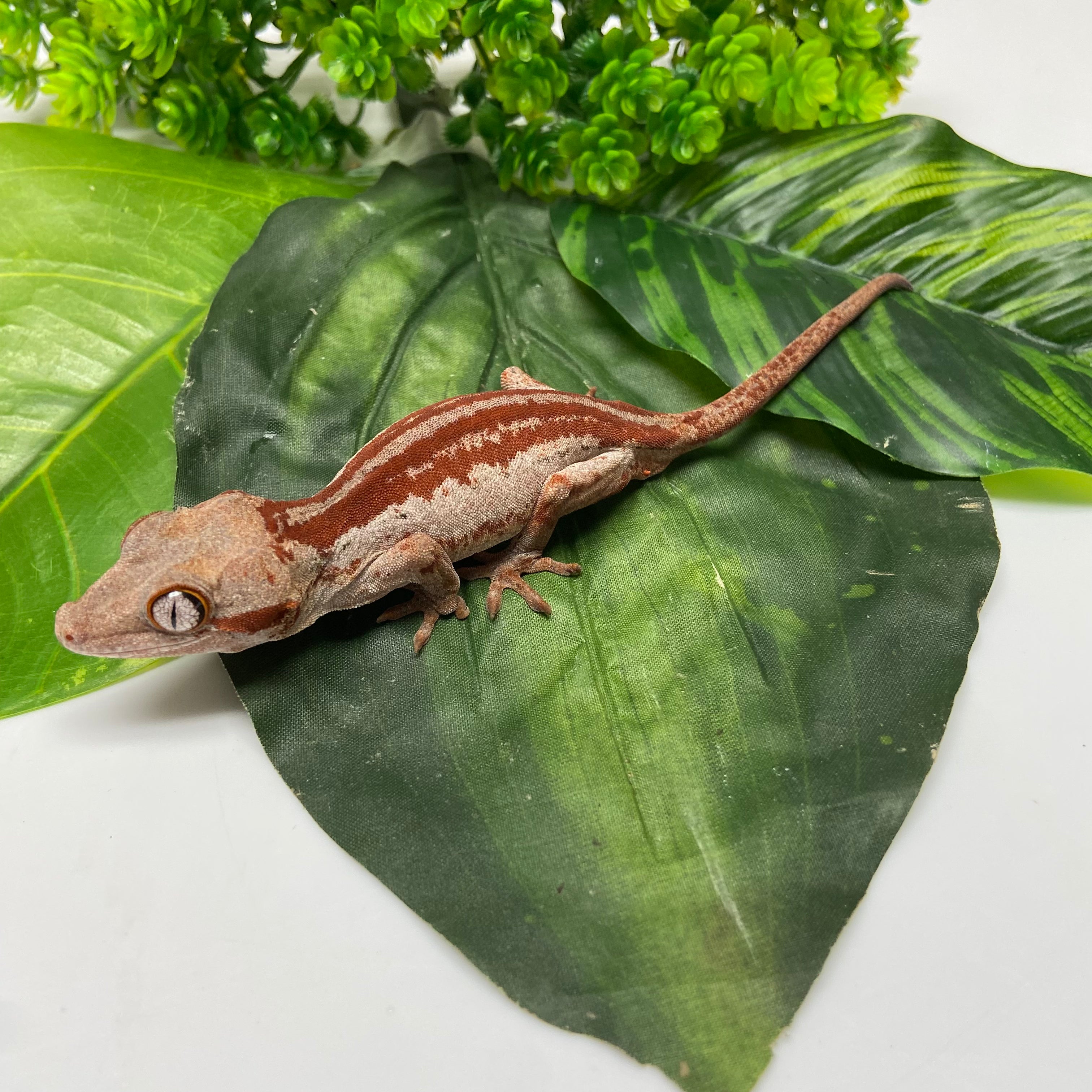 Red/Orange Super Stripe w/Red Base Gargoyle Gecko 2024 Male PJ03