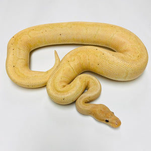 Banana Chocolate Pinstripe Ball Python Male 2021M01 - BHB Reptiles - Ball Python Starter Kit