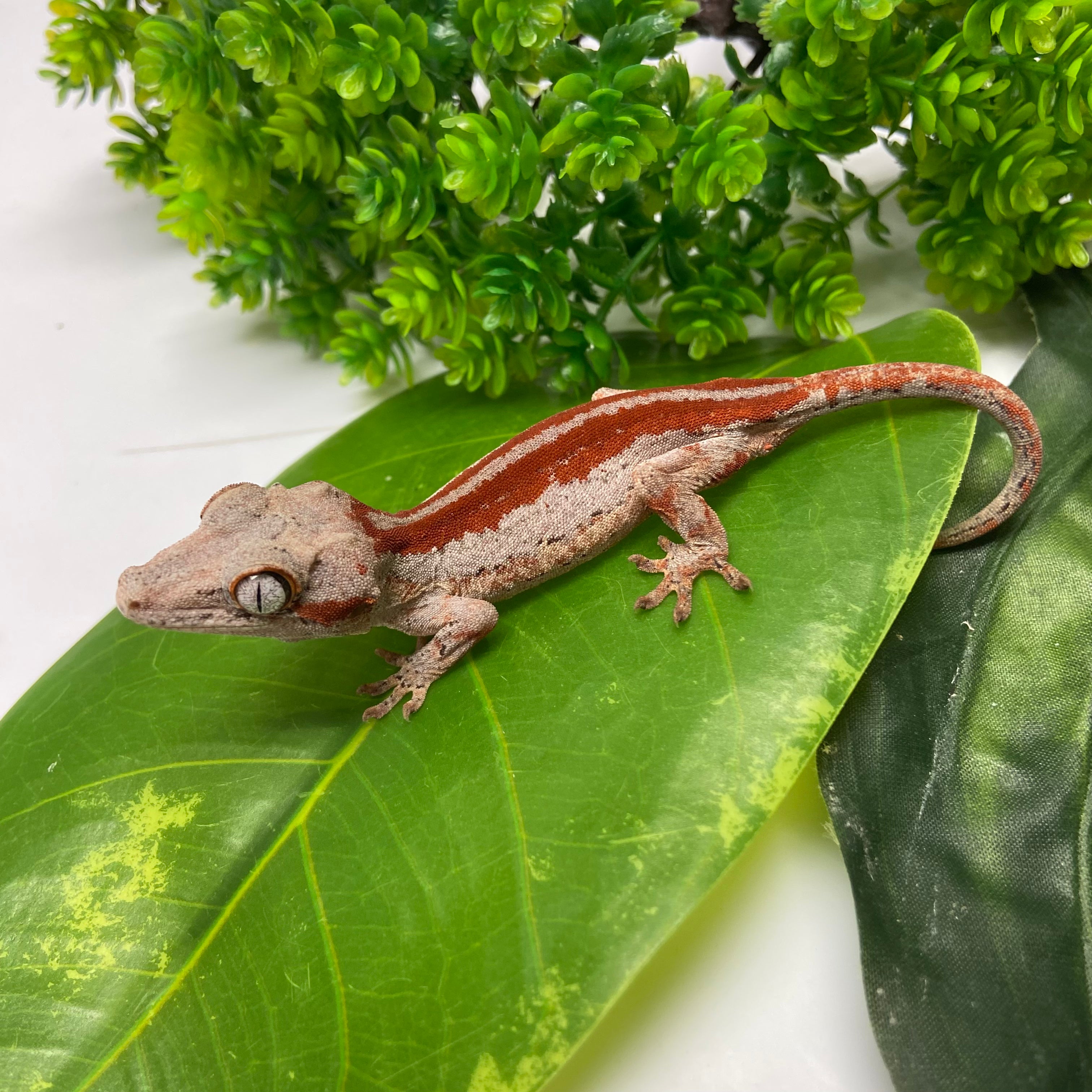 Red/Orange Stripe Gargoyle Gecko 2024 Male MJ01
