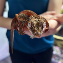 Hannibal - A2 - Male - Gargoyle Gecko