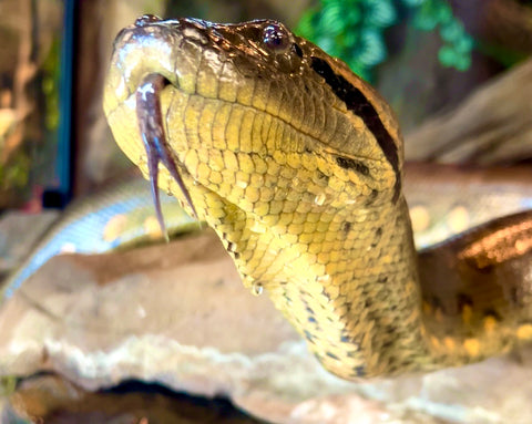 Green Anaconda Adult Female Ivy