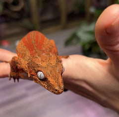 Jason - A1 - Male - Gargoyle Gecko - 2