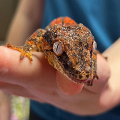 Lucifer - A3 - Male - Gargoyle Gecko