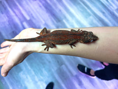 Psycho - A2 - Female - Gargoyle Gecko - 1