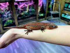 Psycho - A2 - Female - Gargoyle Gecko - 2