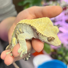 Riff Raff Crested Gecko BHB Reptiles 