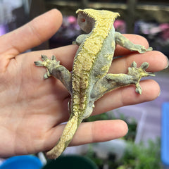 Riff Raff 2 BHB Reptiles Crested Gecko