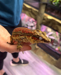 Rosemary's Baby - A5 - Female - Gargoyle Gecko