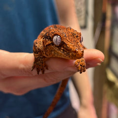Ruby - A8 - Female - Gargoyle Gecko - 1