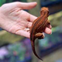 Ruby - A8 - Female - Gargoyle Gecko - 1