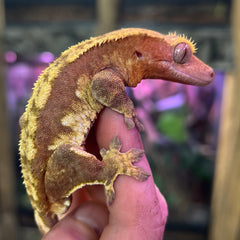 Fred the crested gecko