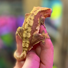 Fred the crested gecko 2