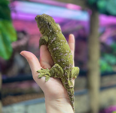 mallory leachie gecko breeder bhb reptiles 