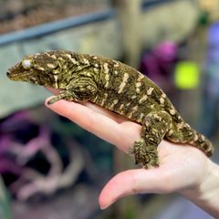 Micky - BHB Reptiles - Leachie Gecko