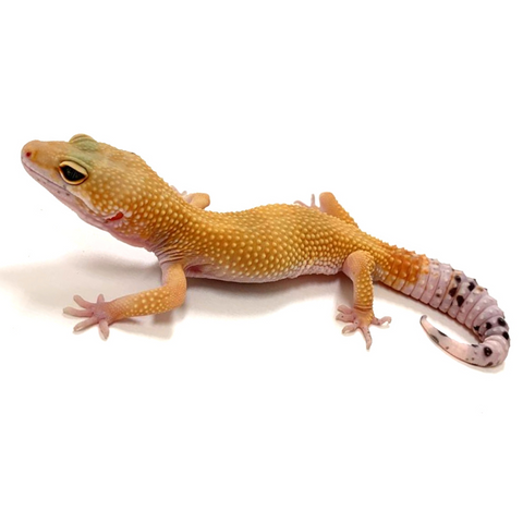 super hypo tangerine leopard gecko