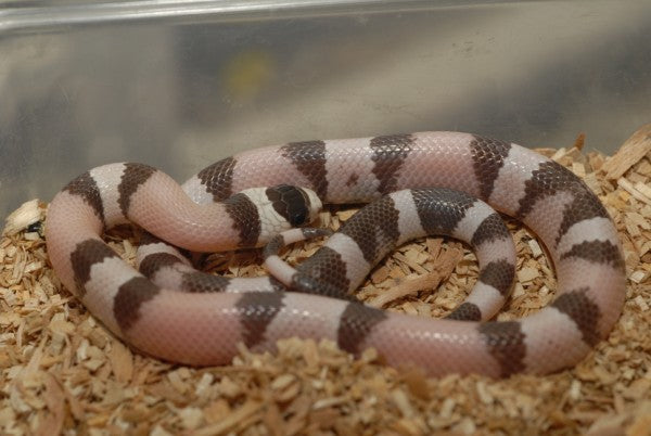 adult black milksnake