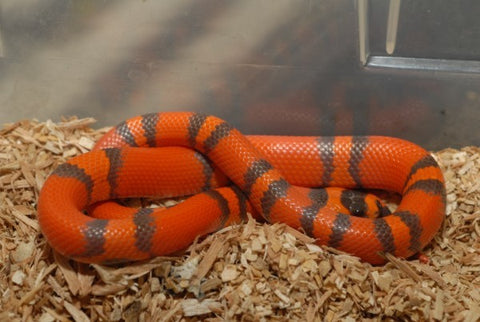 anerythristic honduran milksnake for sale