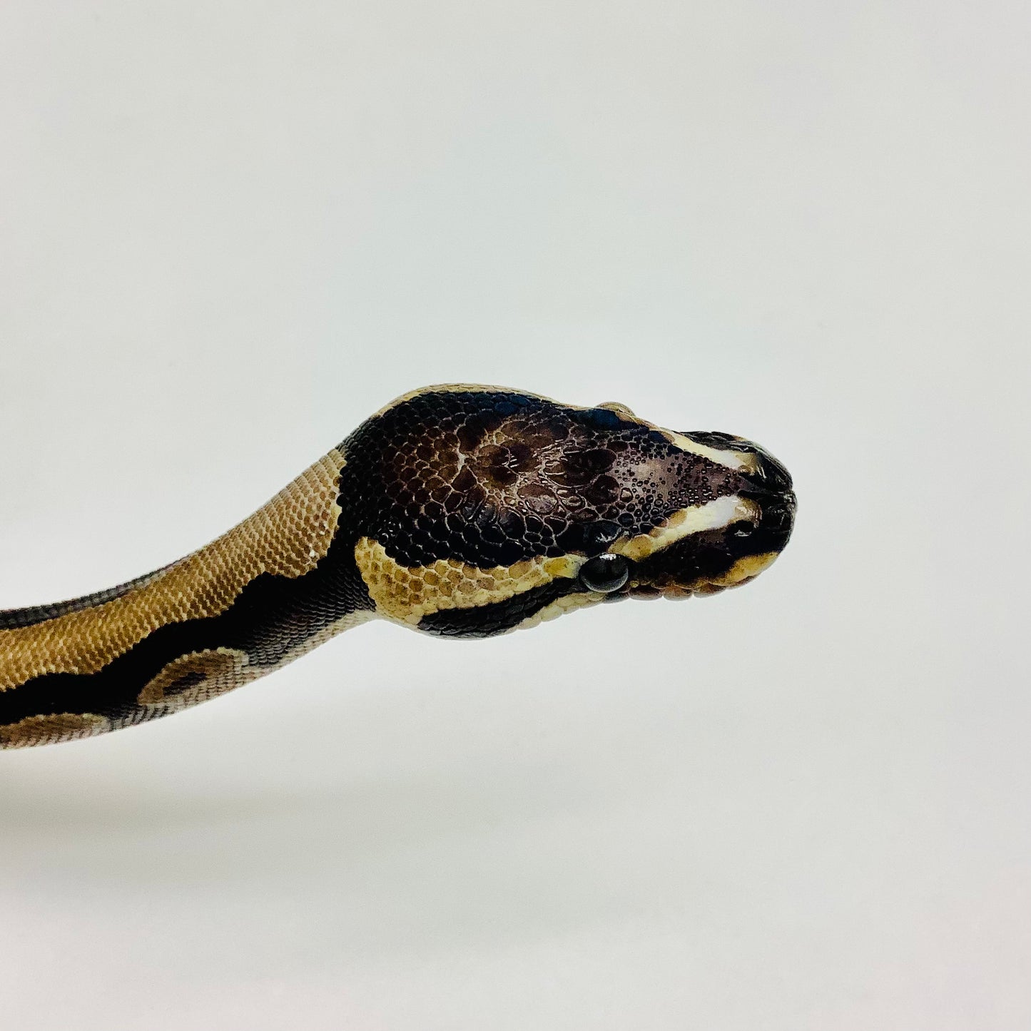 scaleless ball python