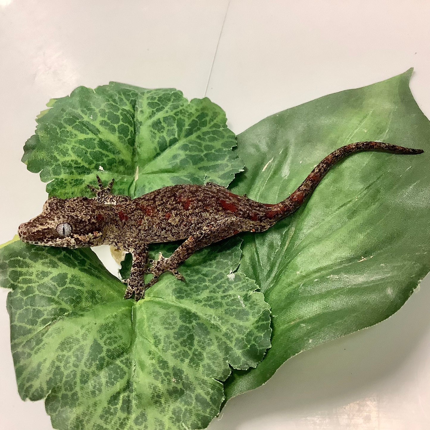 Red Blotched Reticulated- Gargoyle Gecko- Male #AS01