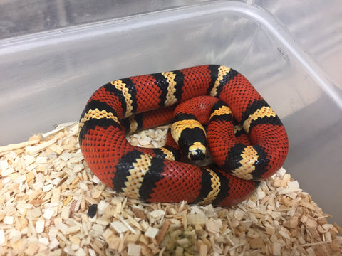 apricot pueblan milksnake bhb