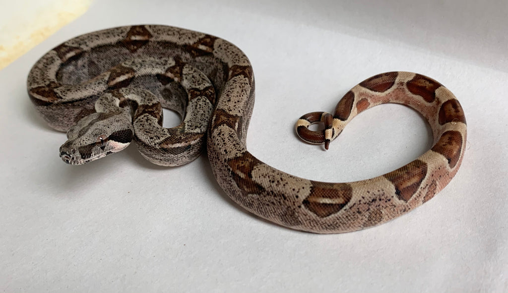 colombian boa constrictor