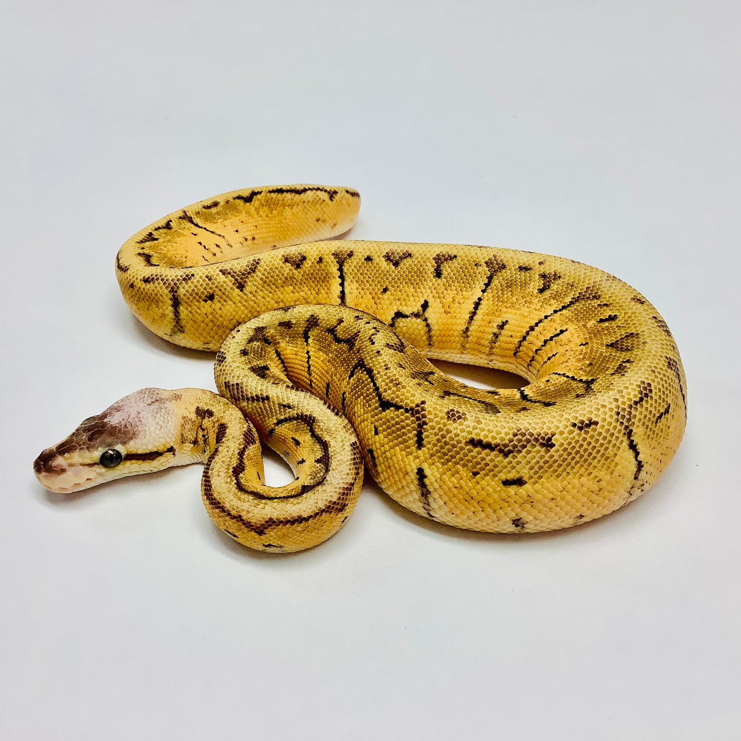 Vanilla Lemonblast Ball Python Female - #2022F01