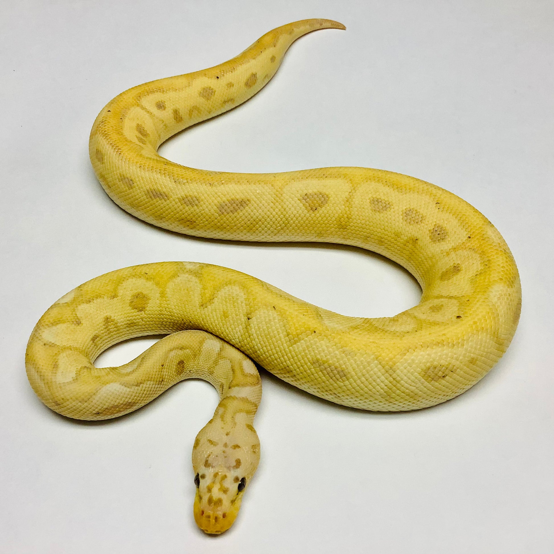 Banana Enchi Pastel Clown Ball Python - Male #2020M01-1 – BHB Reptiles