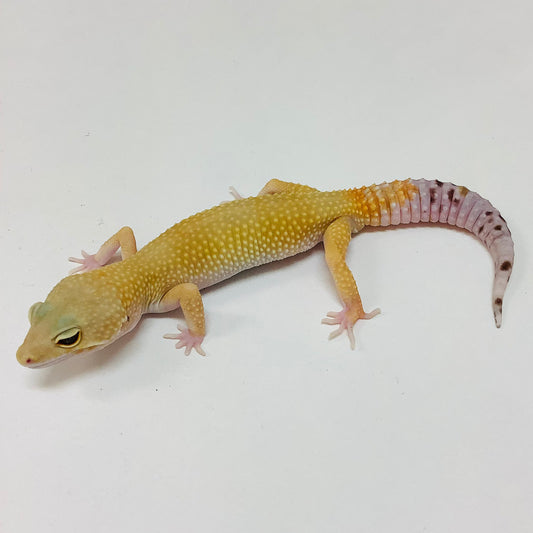 leopard gecko carrot tail