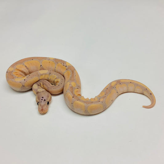 Ball Pythons For Sale At BHB Reptiles I Buy Online Or Schedule Pickup