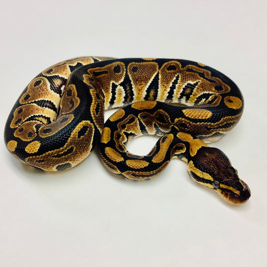 Ball Pythons For Sale At BHB Reptiles I Buy Online Or Schedule Pickup