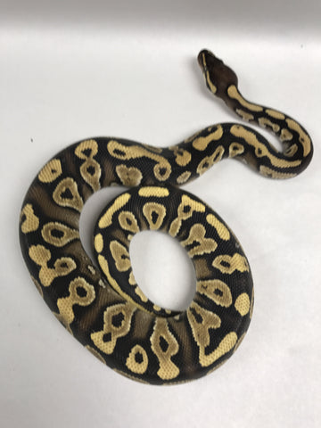 Ball Pythons For Sale – Page 6 – BHB Reptiles